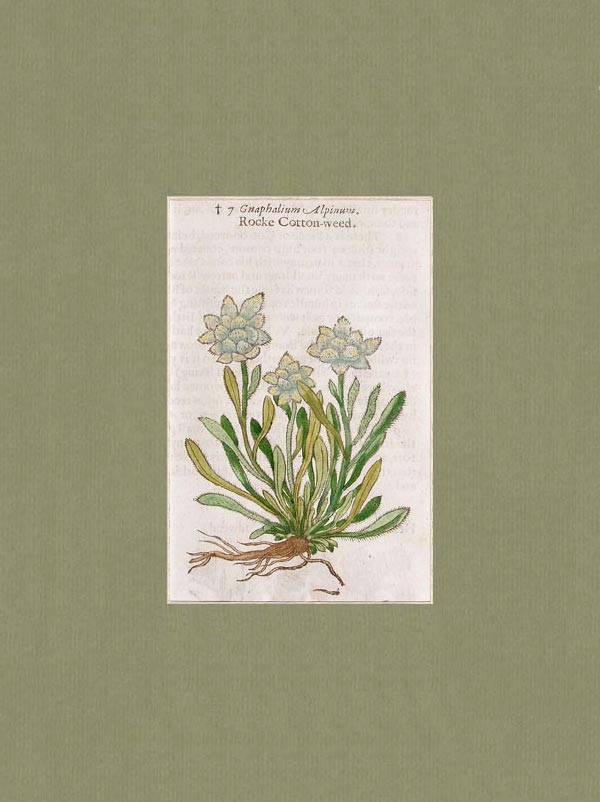 stampa antica stella alpina gerard