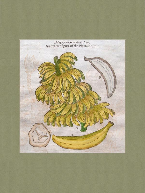 stampa antica banana gerard