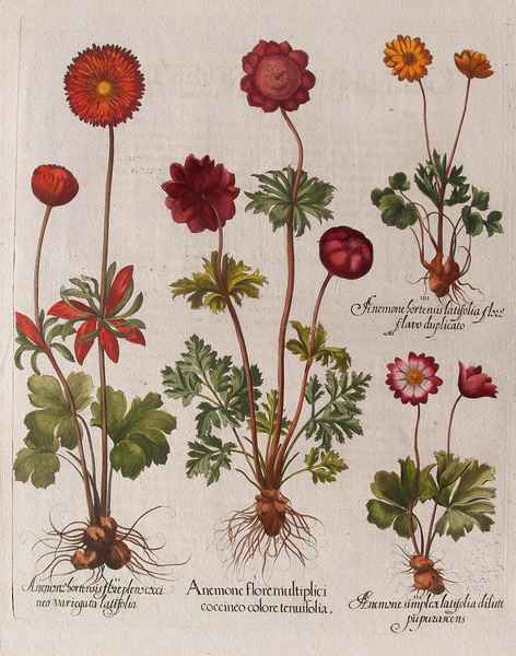 stampa antica fiore anemone besler