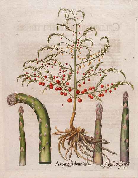 stampa antica asparago besler