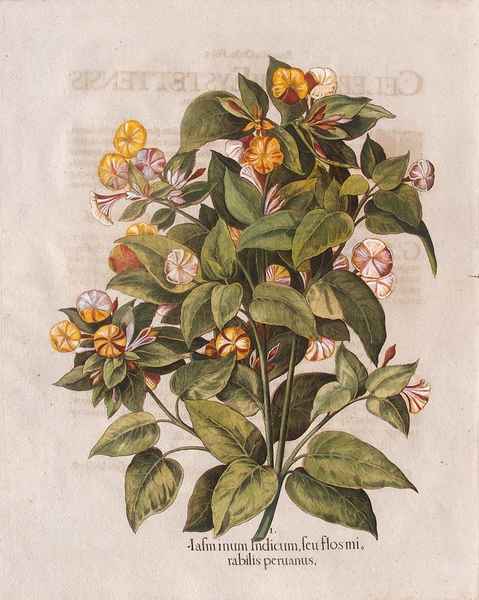 stampa antica fiori bella notte besler
