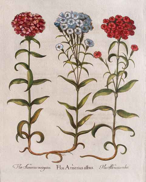 stampa antica fiori garofano besler
