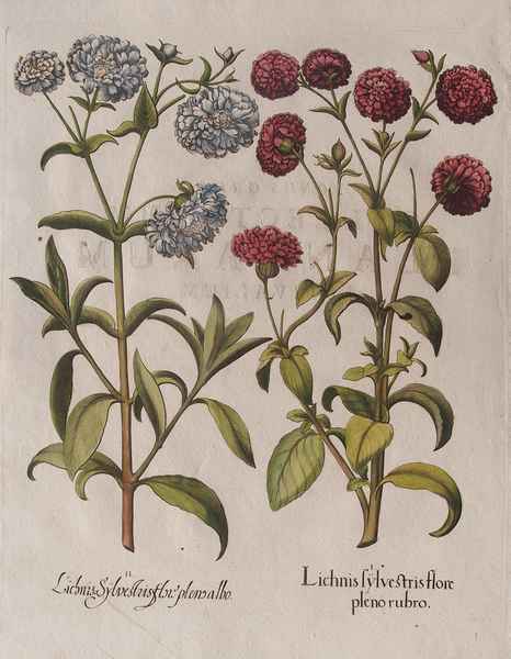 stampa antica fiori lichnis besler