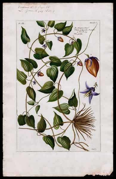 stampa antica ubi goritta
