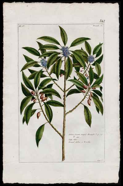 stampa antica cau lobe