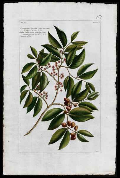 stampa antica malus indica