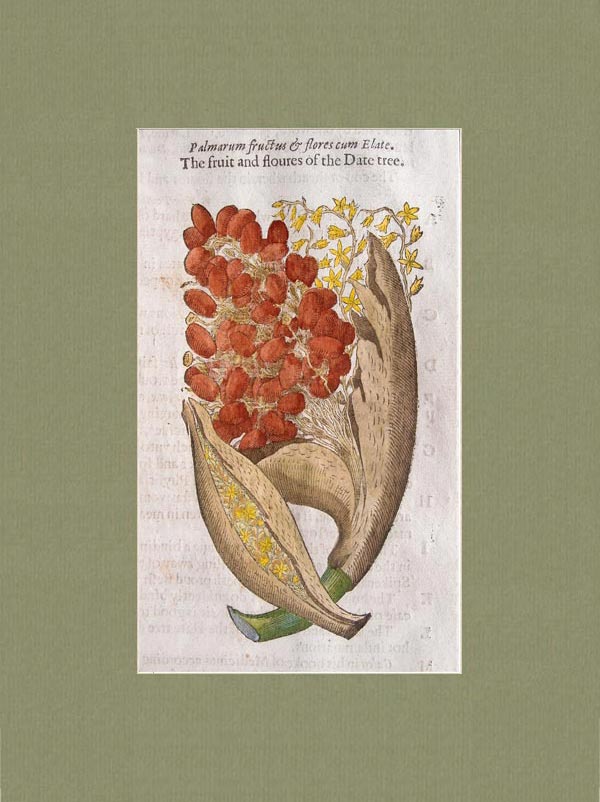 stampa antica datteri gerard