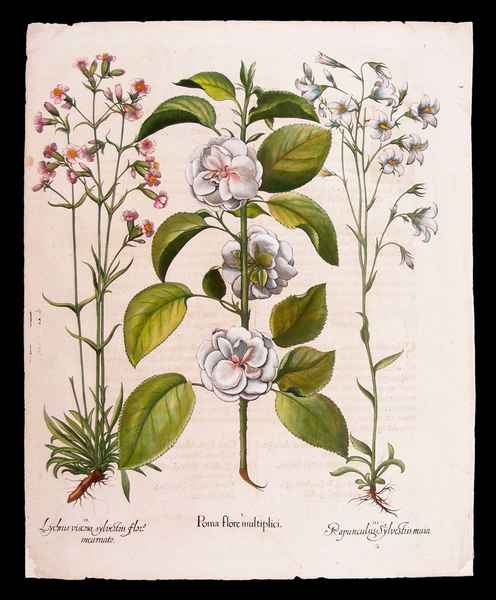 stampa antica fiori besler