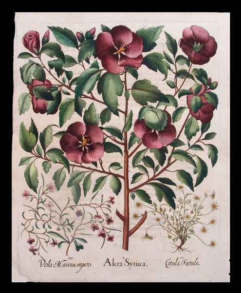 stampa antica fiori ibisco besler