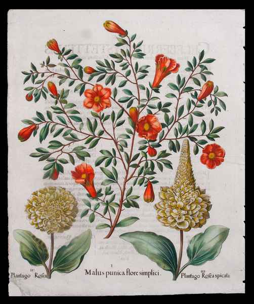 stampa antica fiori besler estate