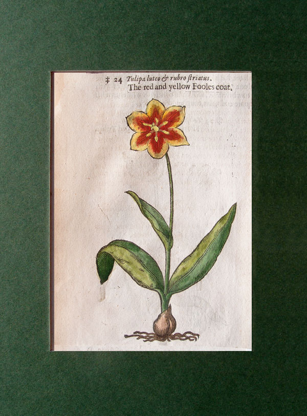 stampa antica tulipano gerard