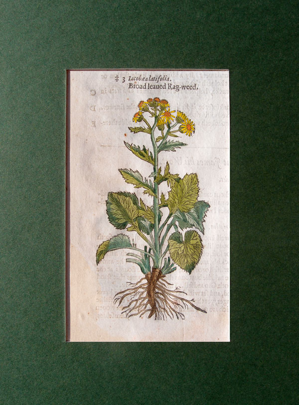 stampa antica fiori gialli gerard