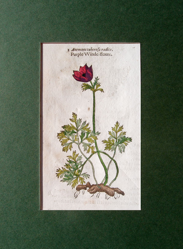 stampa antica anemone porpora gerard