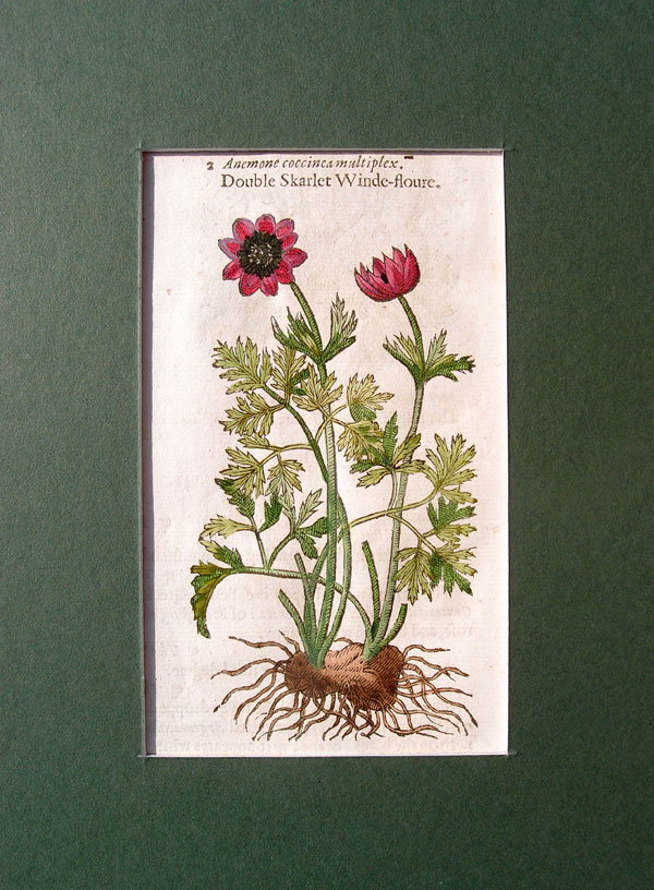 stampa antica fiore anemone gerard