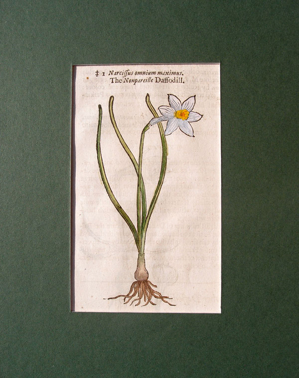 stampa antica narciso gerard