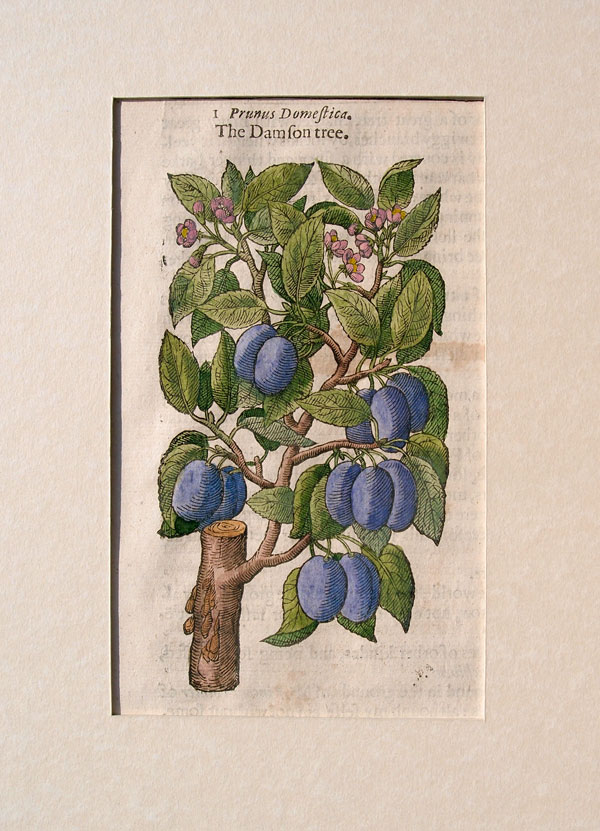 stampa antica prugne gerard