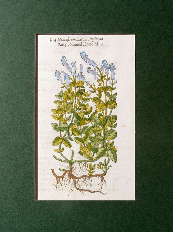 stampa antica mentastrum gerard