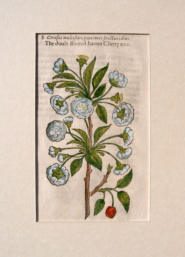 stampa antica ciliegie gerard