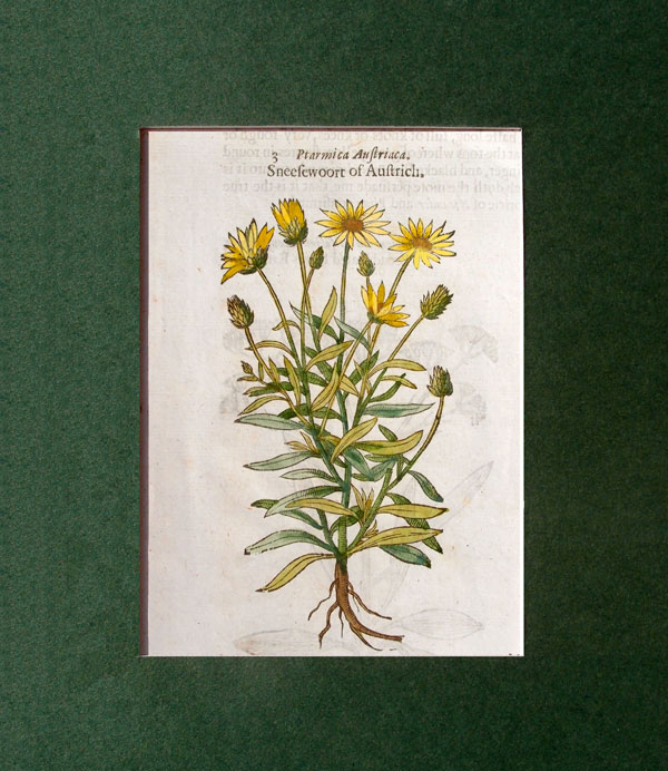 stampa antica herball gerard