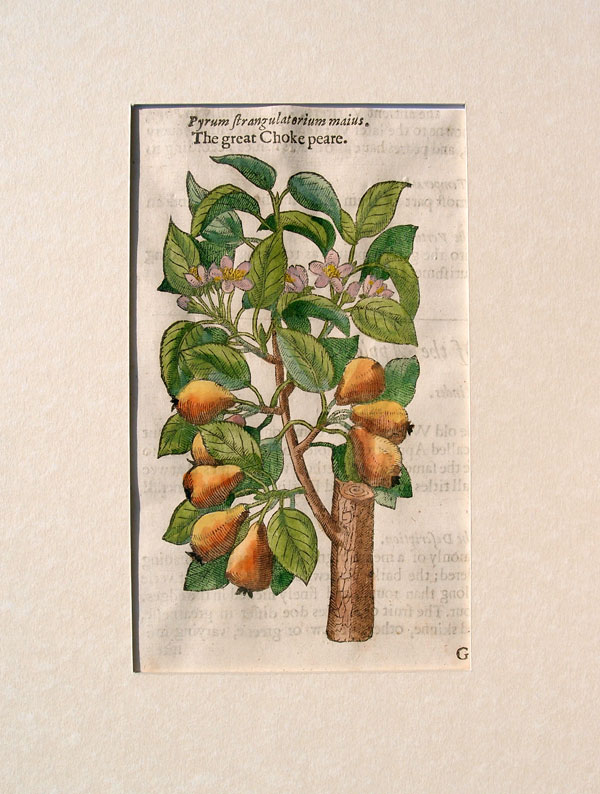 stampa antica gerard pera