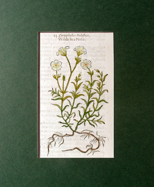 stampa antica fiori caryophillaceae gerard