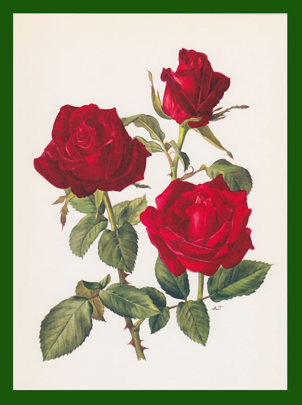 stampa antica rosa colore rosso