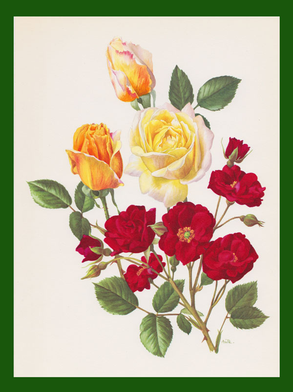 stampa antica rose porpora