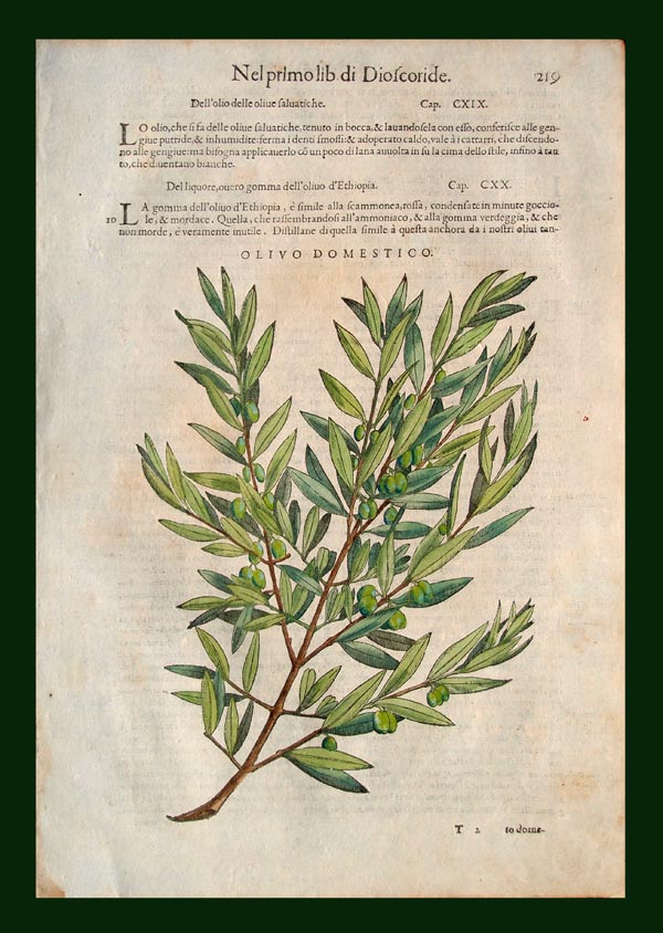 stampa antica olivo mattioli