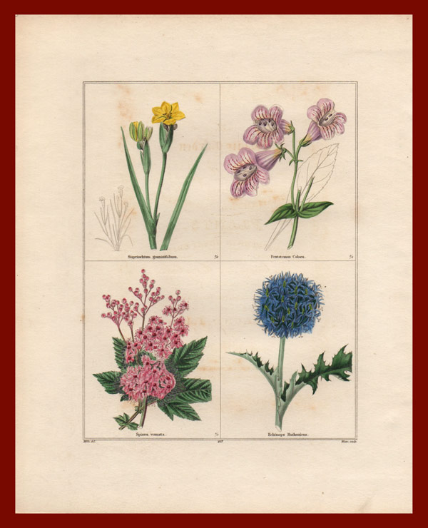 stampa antica fiori trombetta