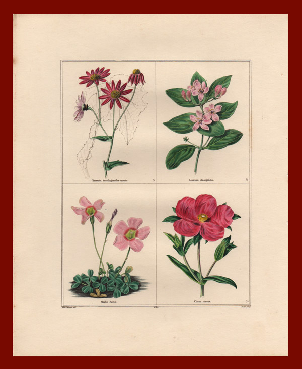 stampa antica petali rosa maund