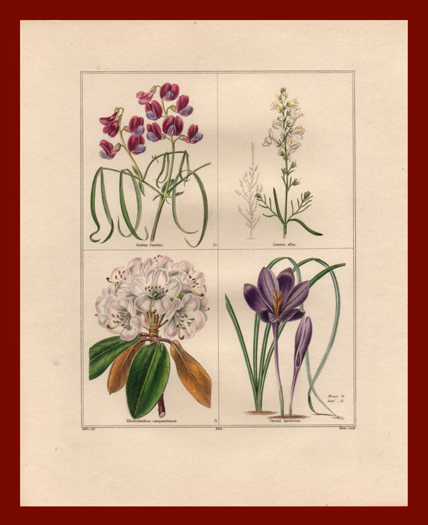 stampa antica rododendro maund
