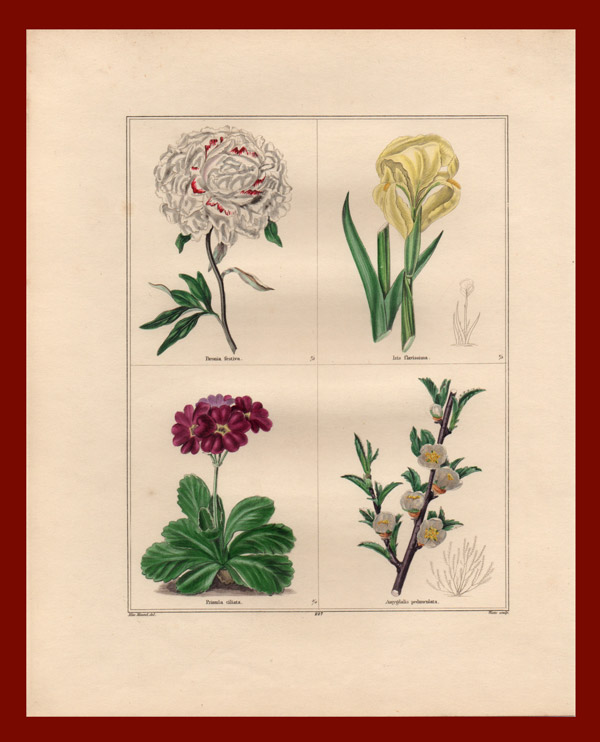 stampa antica peonia maund
