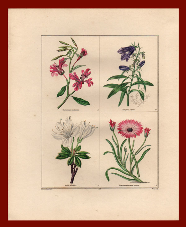 stampa antica azalea maund
