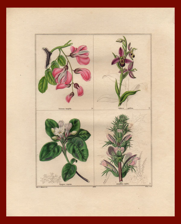 stampa antica robinia maund