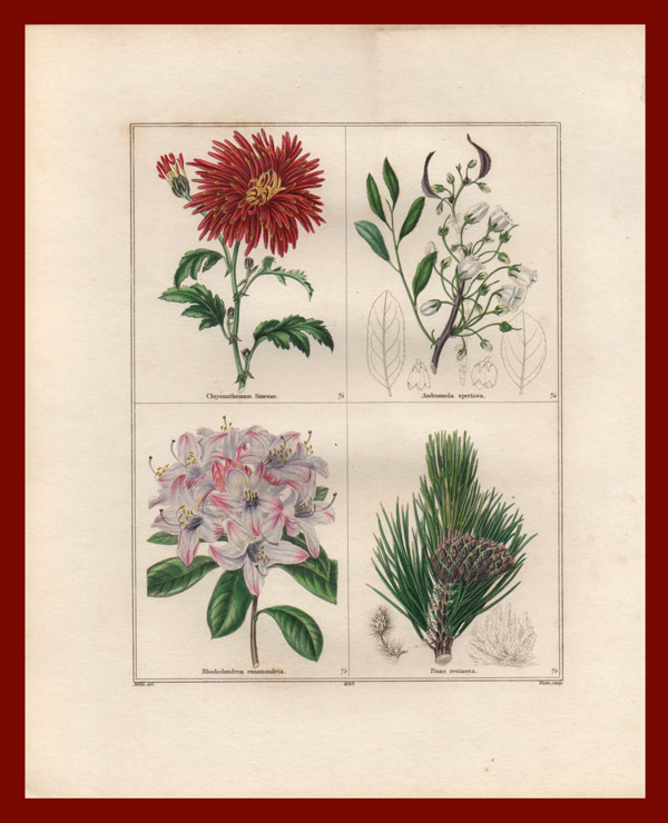 stampa antica fiori maund