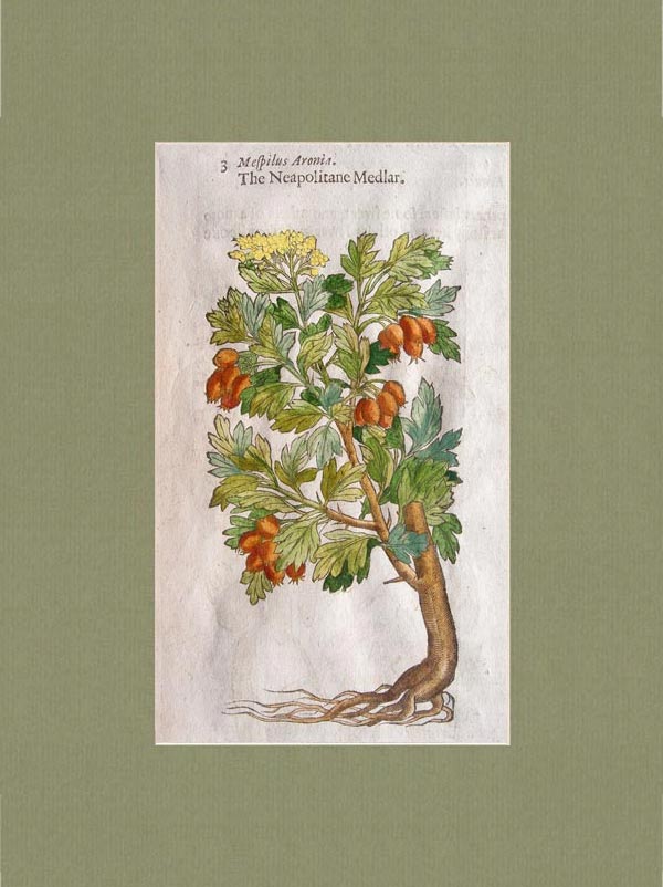 stampa antica nespole gerard