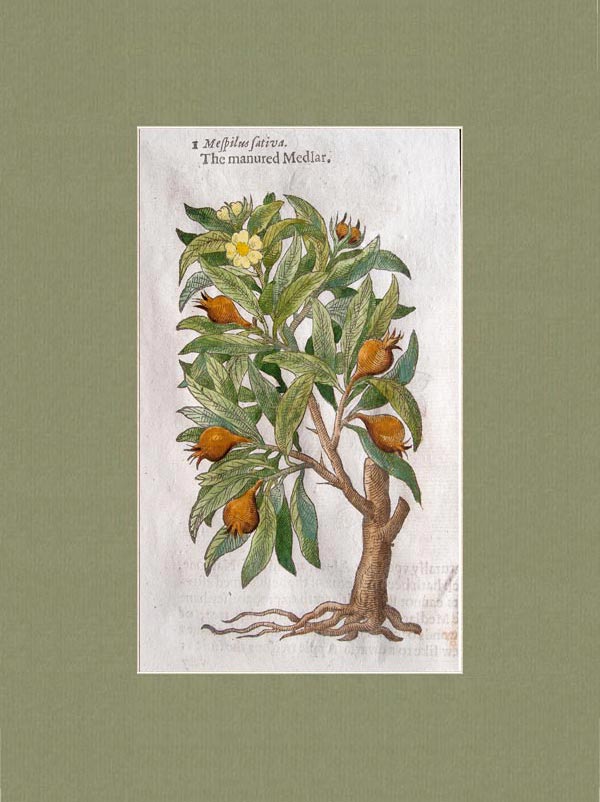 stampa antica nespole