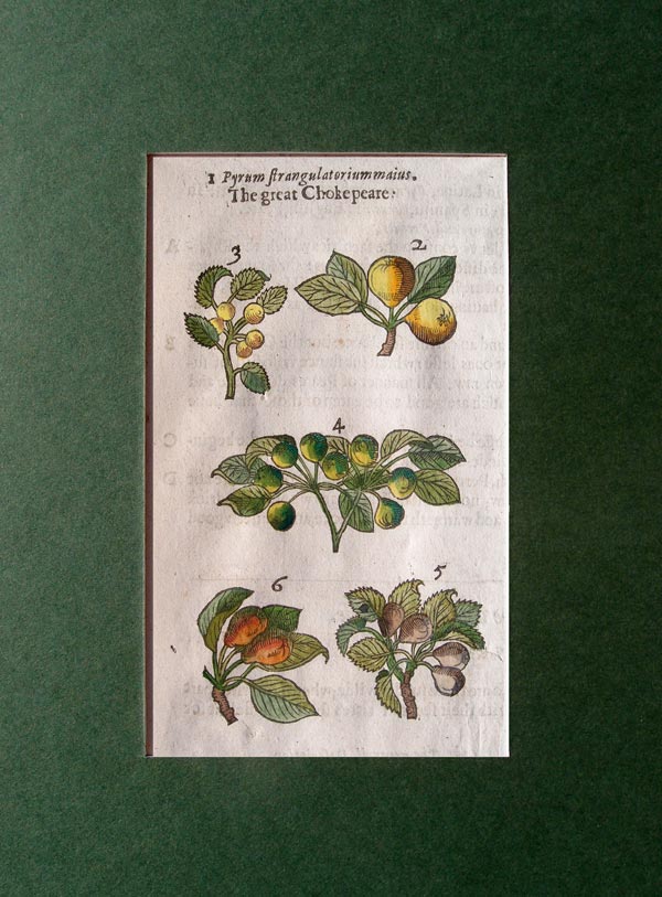 stampa antica pera gerard