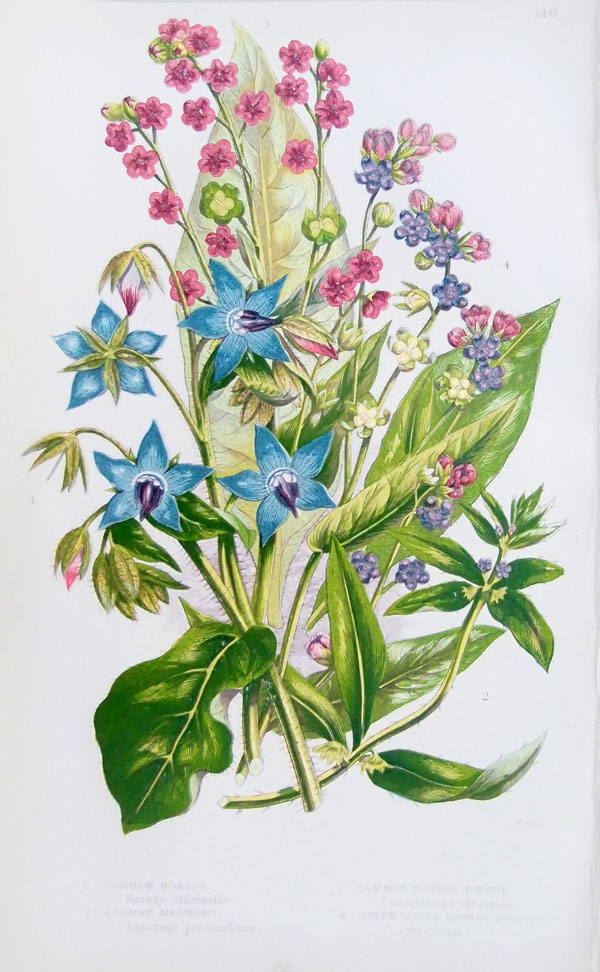 stampa antica fiori borragine pratt