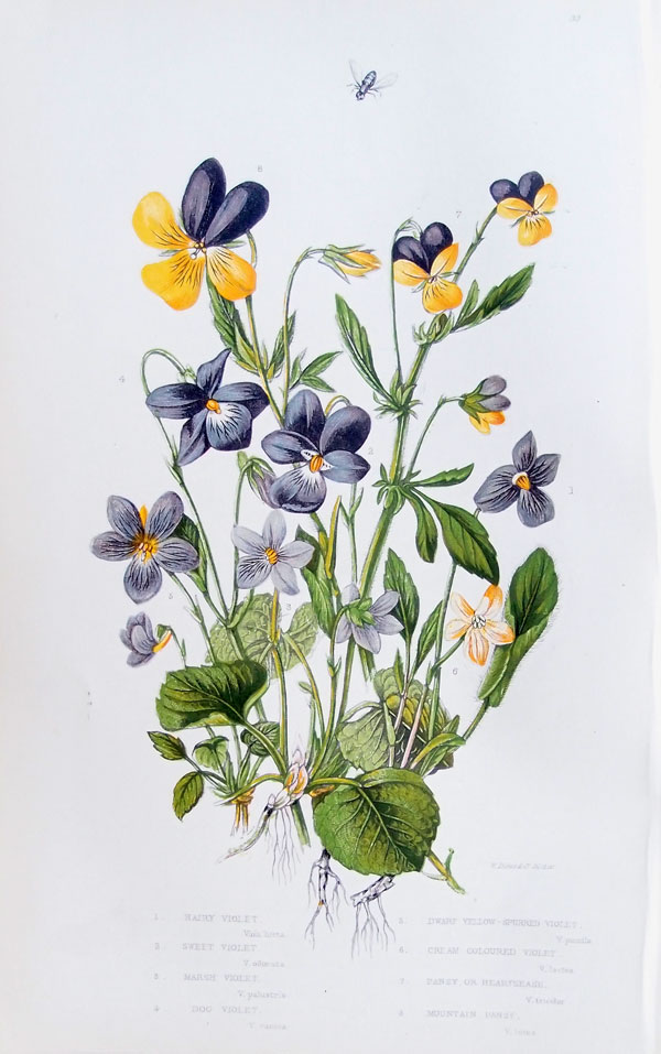 stampa antica fiori viole pratt
