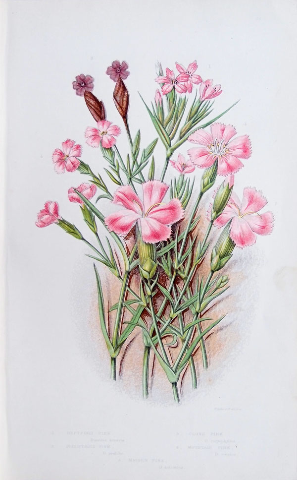 stampa antica fiori garofanini pratt
