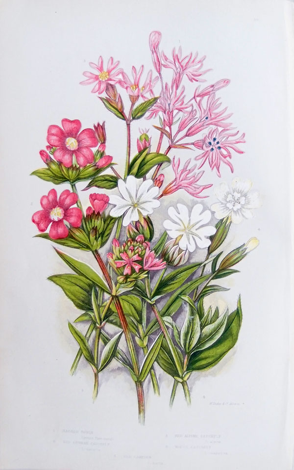 stampa antica fiori anne pratt