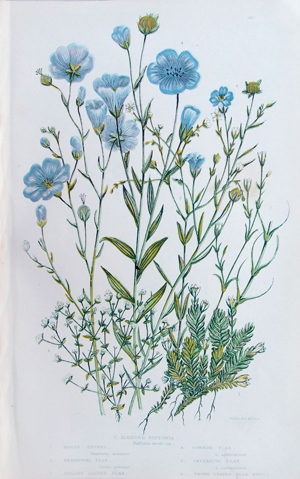 stampa antica fiori lino pratt