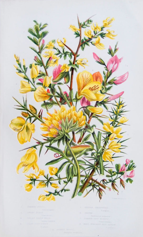 stampa antica fiori ginestra pratt