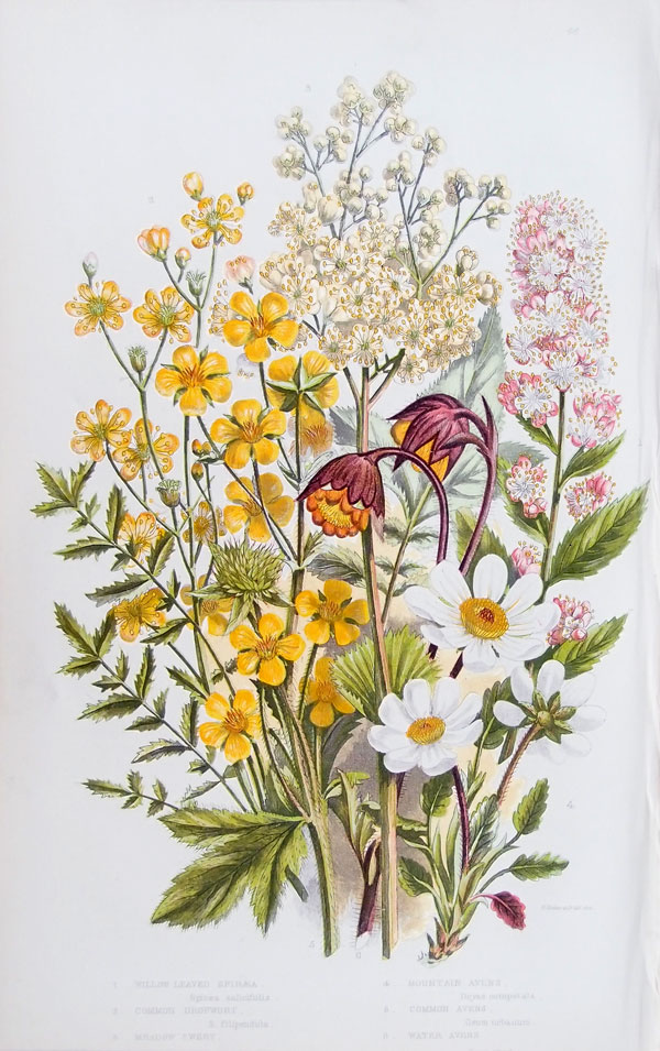 stampa antica fiori anne pratt