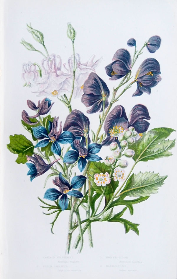 stampa antica pratt fiori blu