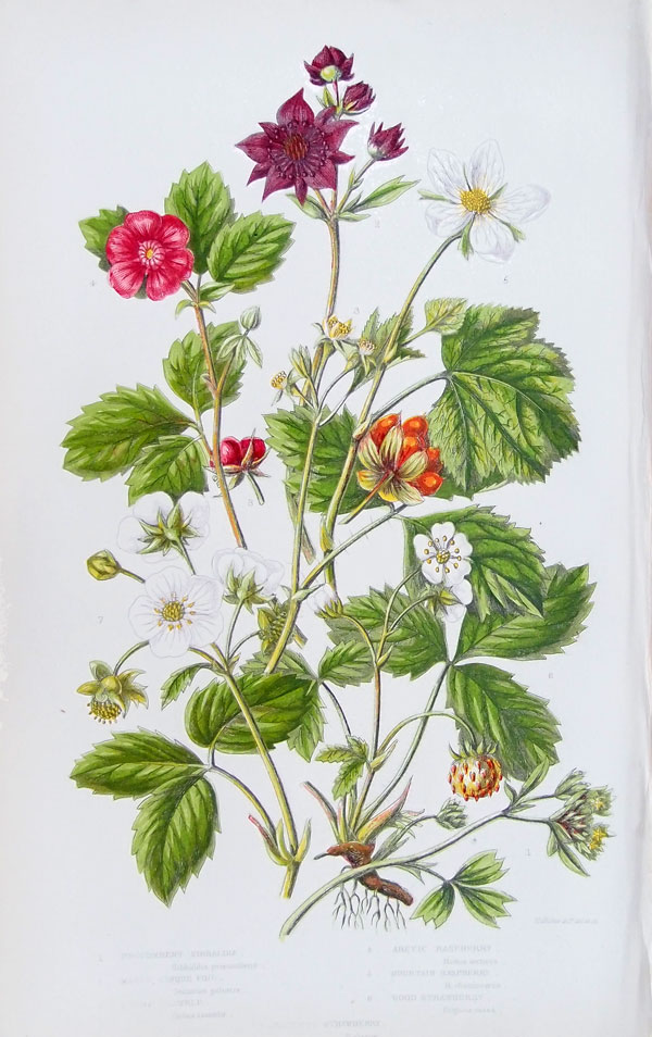 stampa antica fragoline bosco pratt