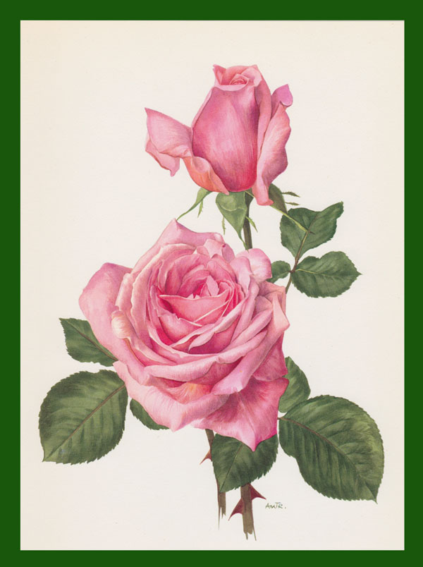 stampa antica bocciolo rosa