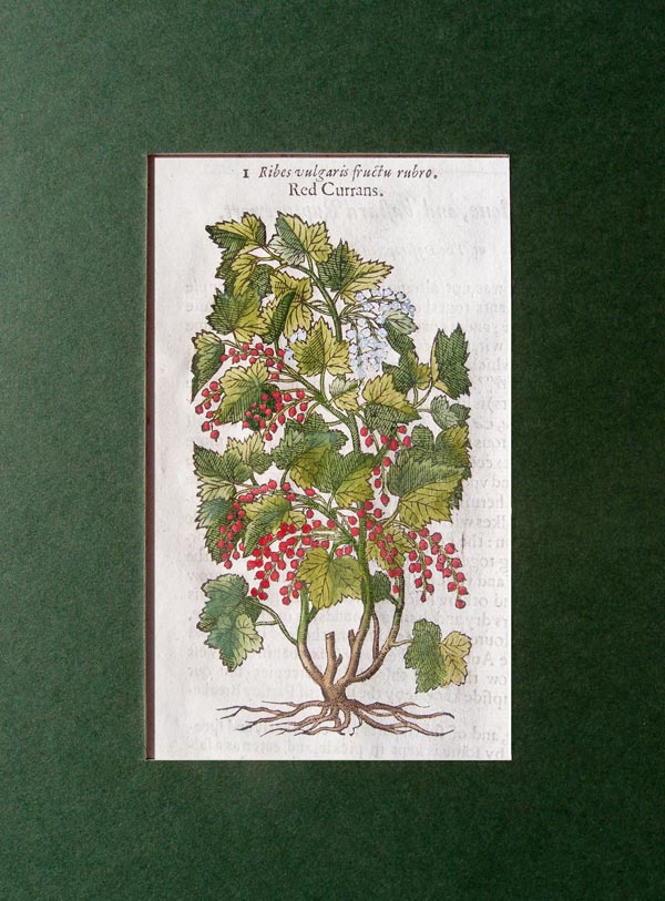 stampa antica ribes rosso gerard