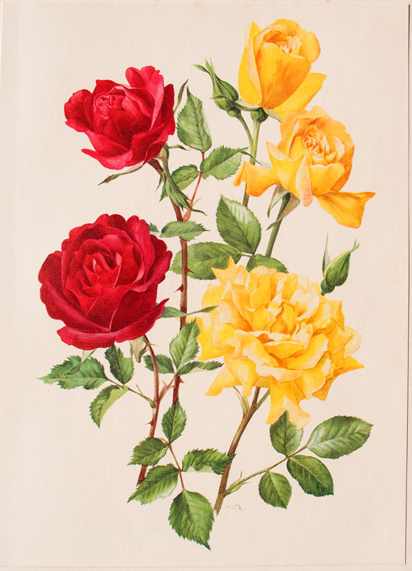 stampa antica rosa cremisi